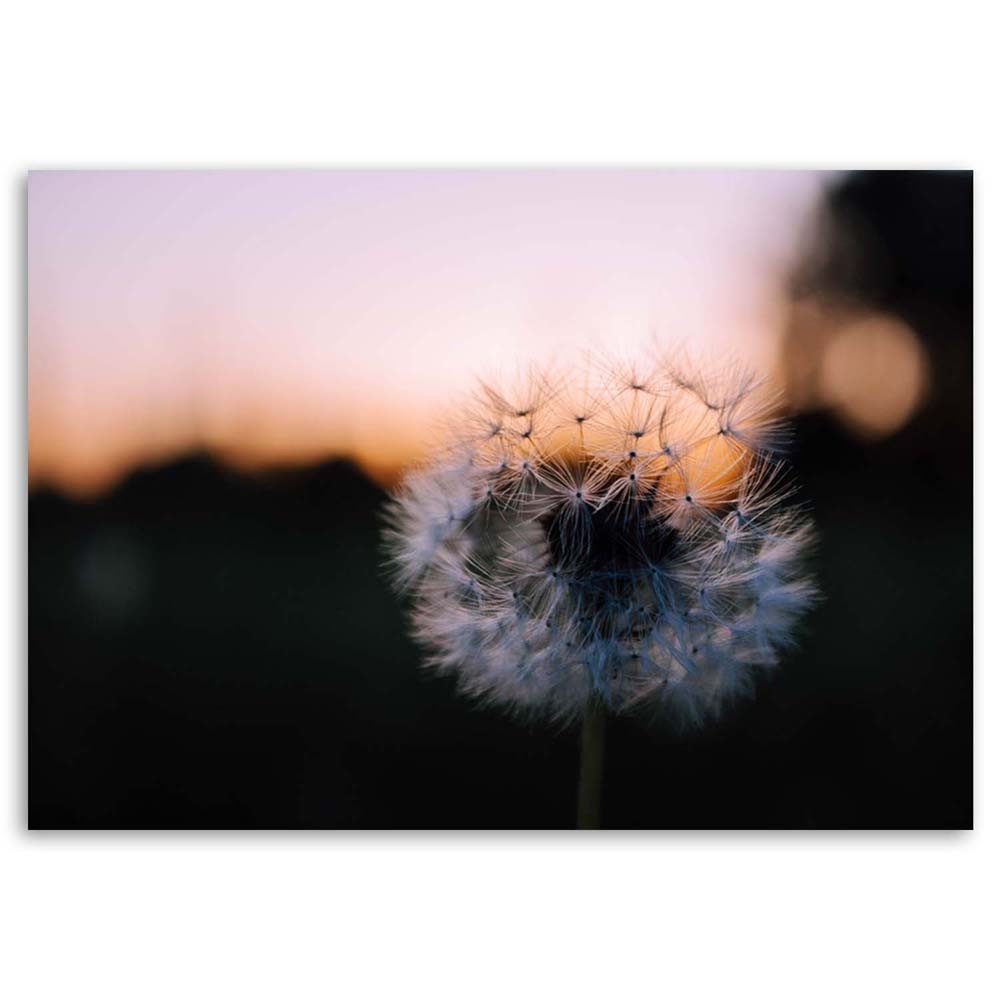 Horizontaal decoratief frame in mdf gedrukt op canvas paardenbloem bij zonsondergang