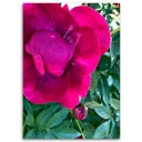 Cadre décoratif en mdf imprimé sur toile grande fleur de couleur rose feeby-02