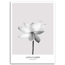 Cadre décoratif en mdf imprimé sur toile fleur de lotus blanche feeby-02