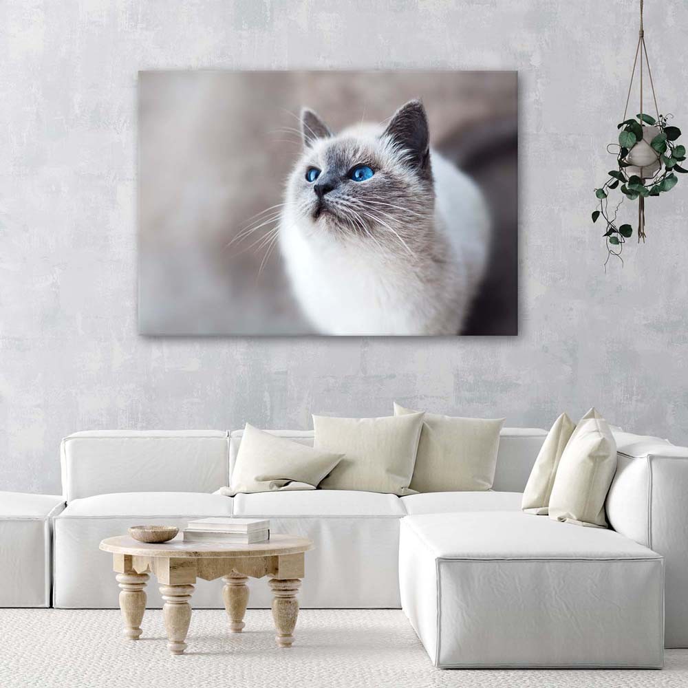 Cadre décoratif horizontal en mdf imprimé sur toile chat sibérien feeby-01