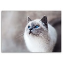 Cadre décoratif horizontal en mdf imprimé sur toile chat sibérien feeby-02