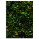 Cadre imprimé sur toile avec image de feuilles vertes et plantes exotiques fabriqué en bois et toile feeby-02