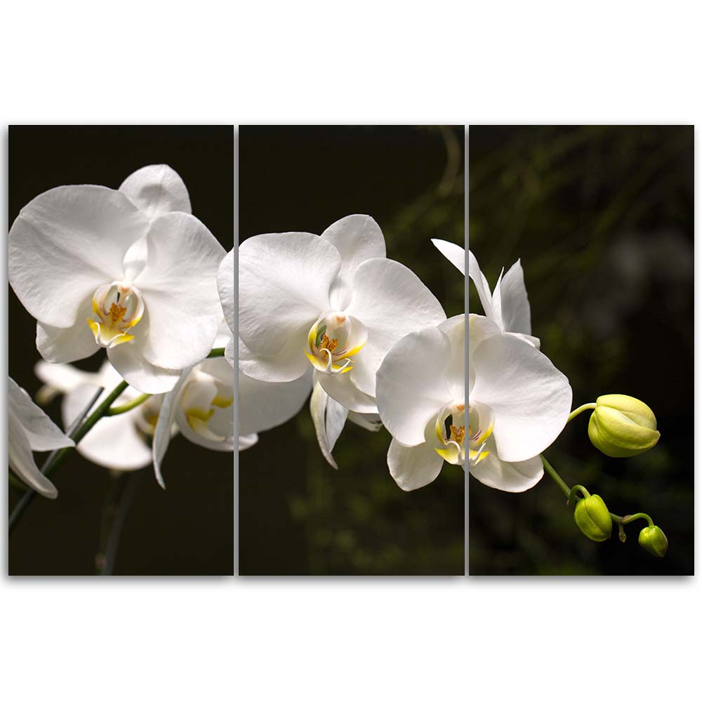 Cadre imprimé sur toile composé de 3 pièces avec image d'orchidée blanche sur fond noir fabriqué en mdf et toile feeby-02