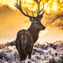 Paravent avec image d'un cerf au coucher du soleil fabriqué en mdf et toile feeby-02