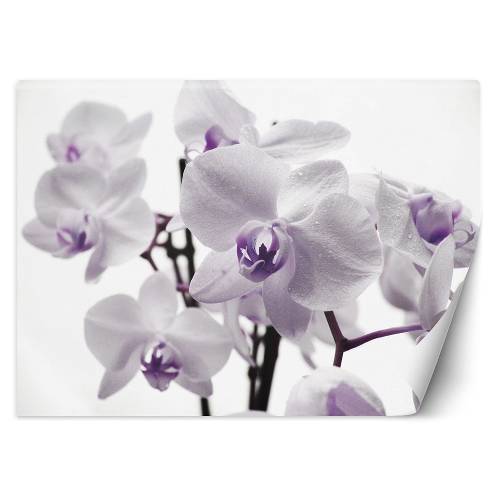 Papier peint imprimé sur toile avec colle motif orchidée en fleur