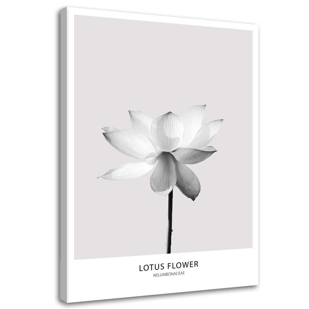 Cadre décoratif en mdf imprimé sur toile fleur de lotus blanche