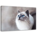 Cadre décoratif horizontal en mdf imprimé sur toile chat sibérien